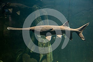 Paddlefish with natural habitat in the river