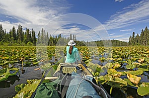 Paddling Through Lily pads in the Wilderness