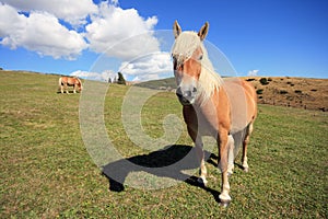 A paddock in alto adige