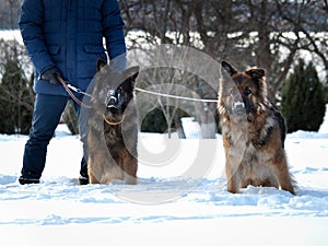 Paddock guard dogs, sheep dogs. Winter, snow