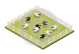 Paddock with sheeps