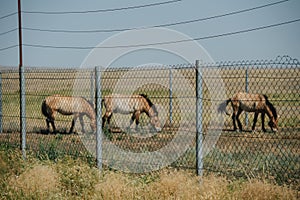 Paddock with small wild horses of ancient undomesticated lineage pasturing