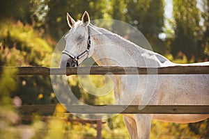 In a paddock with a wooden fence against a background of green leaves stands a white horse with a halter on its muzzle, which is