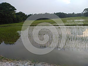 Paddy, also called rice paddy, small, level, flooded field in madhubani india