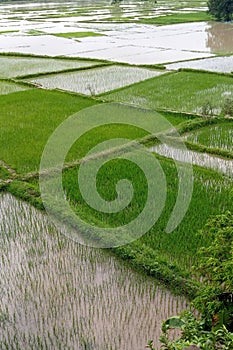 Paddy, also called rice paddy, small, level, flooded field used to cultivate in madhubani india