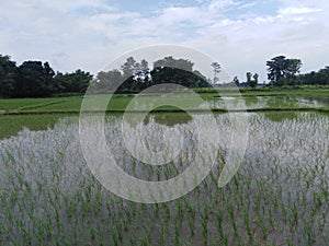 Paddy, also called rice paddy, small, level, flooded field used to cultivate rice also sky colour gives amzinglook madhubani india