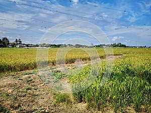 Paddy, also called rice paddy, small, level, flooded field used to cultivate rice in southern and eastern Asia.