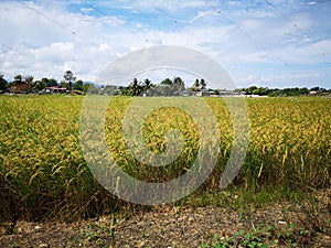 Paddy, also called rice paddy, small, level, flooded field used to cultivate rice in southern and eastern Asia.