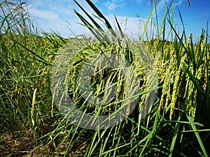 Paddy, also called rice paddy, small, level, flooded field used to cultivate rice in southern and eastern Asia.