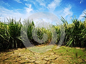 Paddy, also called rice paddy, small, level, flooded field used to cultivate rice in southern and eastern Asia.