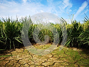 Paddy, also called rice paddy, small, level, flooded field used to cultivate rice in southern and eastern Asia.