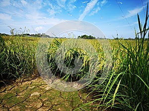 Paddy, also called rice paddy, small, level, flooded field used to cultivate rice in southern and eastern Asia.