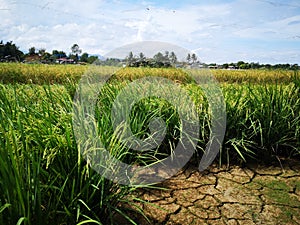 Paddy, also called rice paddy, small, level, flooded field used to cultivate rice in southern and eastern Asia.