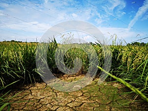 Paddy, also called rice paddy, small, level, flooded field used to cultivate rice in southern and eastern Asia.