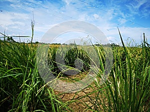 Paddy, also called rice paddy, small, level, flooded field used to cultivate rice in southern and eastern Asia.