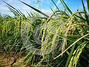 Paddy, also called rice paddy, small, level, flooded field used to cultivate rice in southern and eastern Asia.