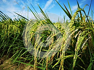 Paddy, also called rice paddy, small, level, flooded field used to cultivate rice in southern and eastern Asia.