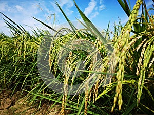 Paddy, also called rice paddy, small, level, flooded field used to cultivate rice in southern and eastern Asia.