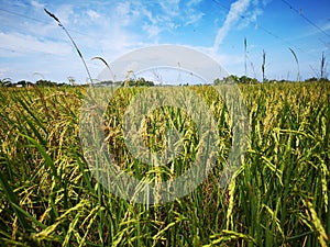 Paddy, also called rice paddy, small, level, flooded field used to cultivate rice in southern and eastern Asia.