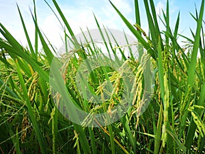 Paddy, also called rice paddy, small, level, flooded field used to cultivate rice in southern and eastern Asia.