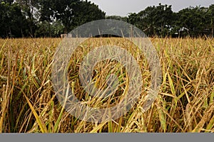 Paddy, also called rice paddy, small, level, flooded field used to cultivate rice in southern and eastern Asia