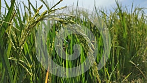 Paddy before being processed into rice