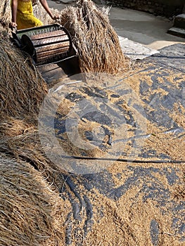 Paddy is being sifted, Paddy stored, Paddy stored after germination.