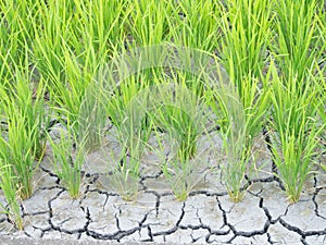 Paddy cracked for water shortage