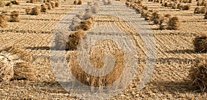 Paddy Crop at final stage