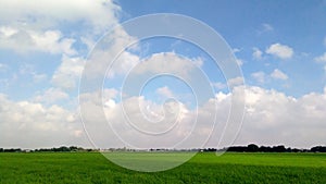 Paddy crops field clouds blue sky