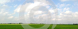 Paddy crops field green plants clouds