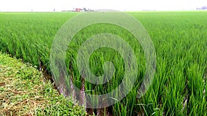 Paddy crops field green plants stock