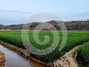 Paddy Crops Field in the river