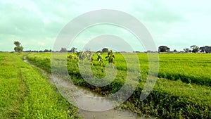 Paddy crops field young rice plants near canal