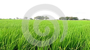 Paddy crops field young rice plants near village