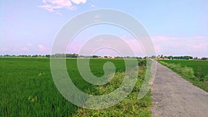 Paddy crops green field close up