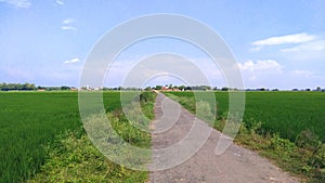 Paddy crops green field with road