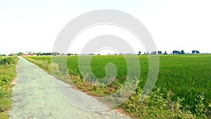 Paddy crops green field with road close up