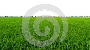Paddy crops green field snap