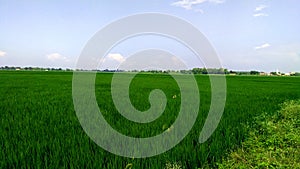 Paddy crops green field stock photo