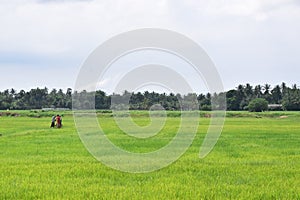 Paddy cultivation