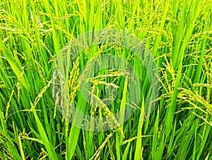 Paddy Cultivation in Sri Lanka