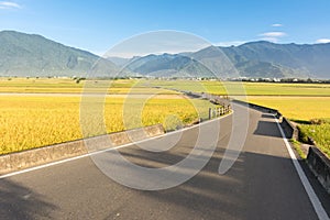 Paddy farm and country road