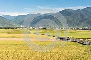 Paddy farm and country road