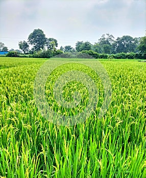 Paddy farming dhan ??? photo