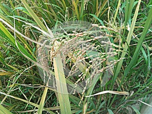 Paddy feed ... Hela batha Good quality photo