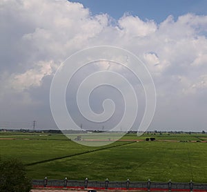 Paddy field