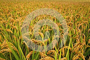 Paddy field photo