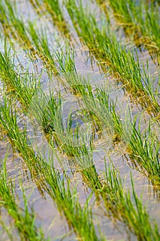 Paddy field