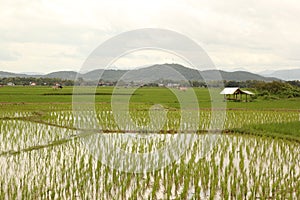 Paddy field